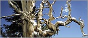 methuselah tree.jpg methuselah tree.jpg